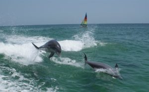 צלילה עם דולפינים באילת